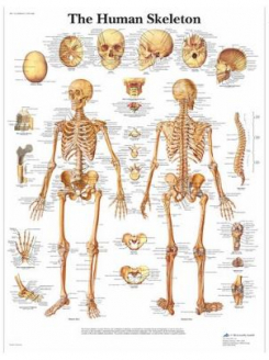 Cilvēka skelets