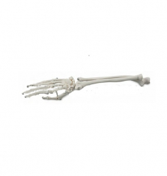 Rokas kaulu modelis