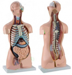 Bezdzimuma cilvēka torss      85 cm, 20 daļas 