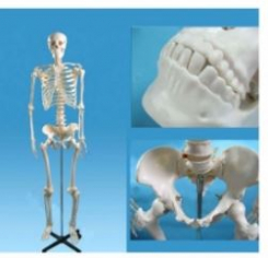 Skelets, klasiskais 170 cm.