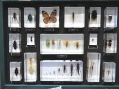 Kukaiņu kolekcija, 16 gab.