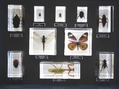 Kukaiņu kolekcija,10 gab.