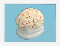 Smadzeņu modelis