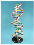 DNS struktūra, modelis